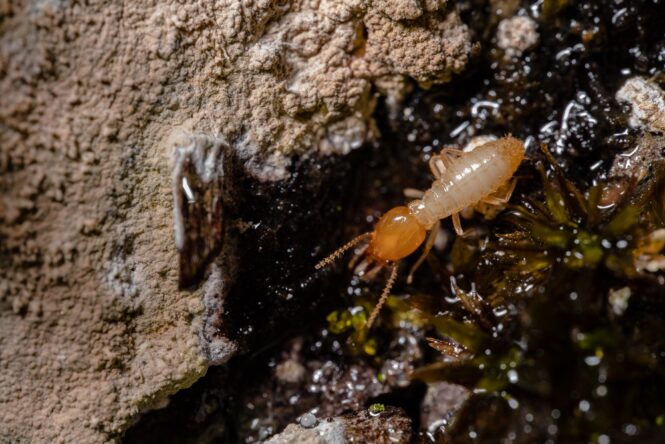 Factors Attracting Termites